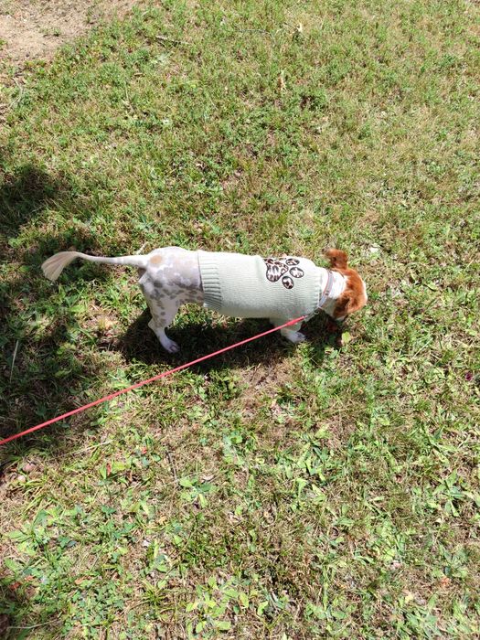 Bobi de raça pequena para novos donos
