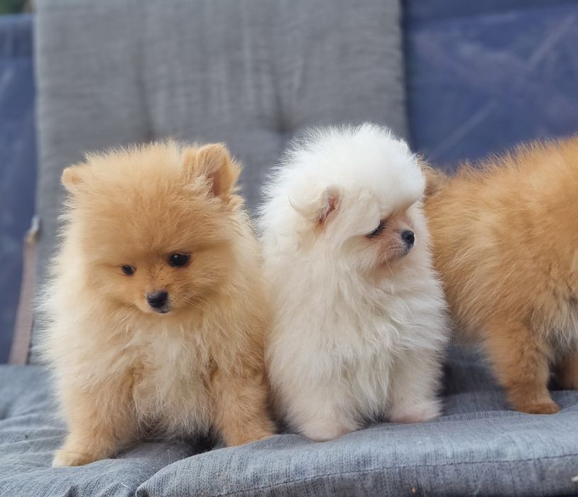 Szpic miniaturowy pomeranian suczka biala