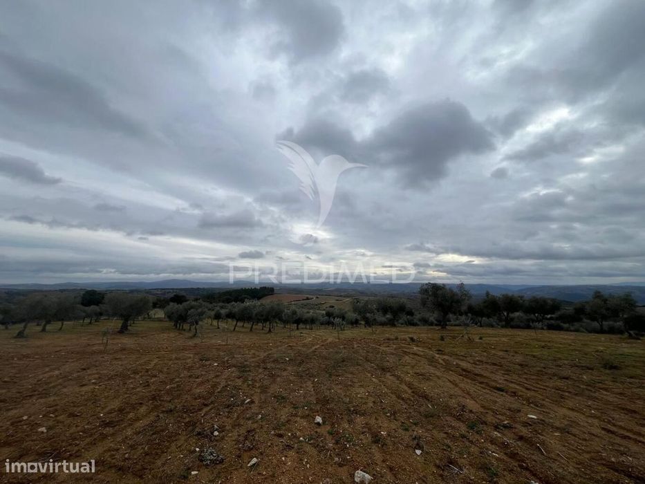 Terreno em Morais com olival e terreno para cultivo