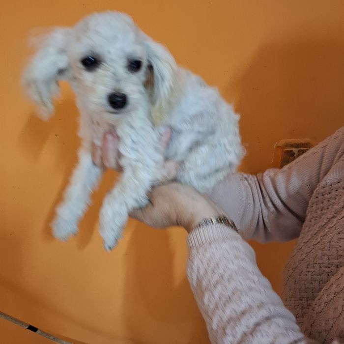 Maltipoo śliczny piesk