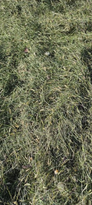 Idealne siano sianko dla królików, szynszyli i innych gryzoni