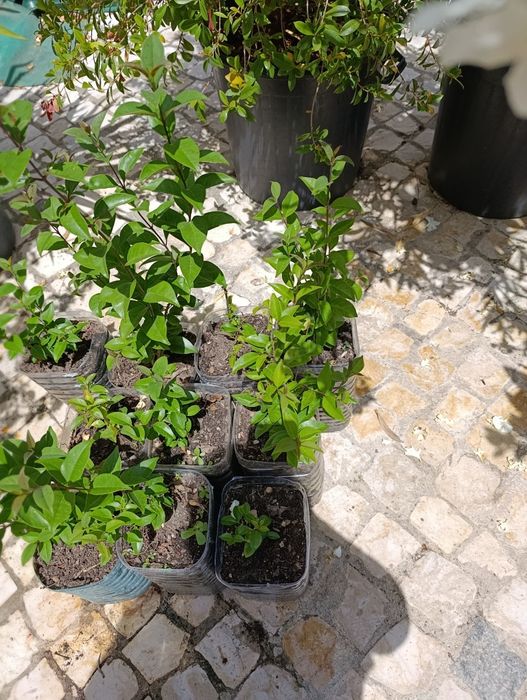 Lote 10 arbustos Ligustrum japonicum (ver descrição)