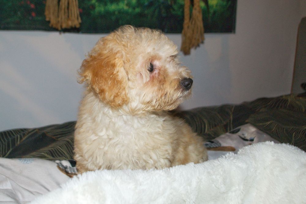 Maltipoo suczka IZZY