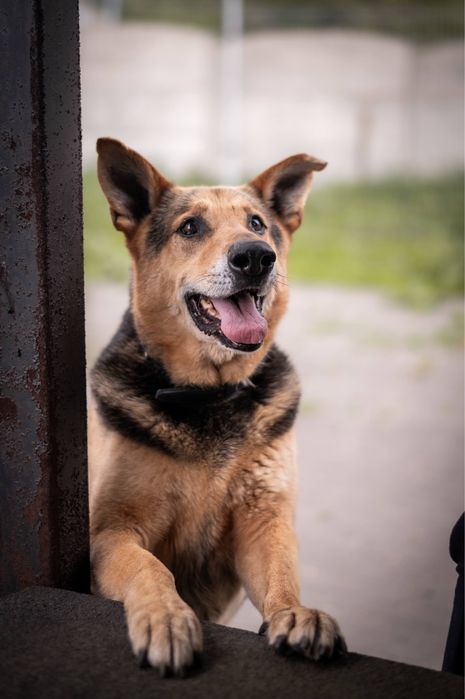 Adoptuj Kubusia, to jest ostatnia szansa