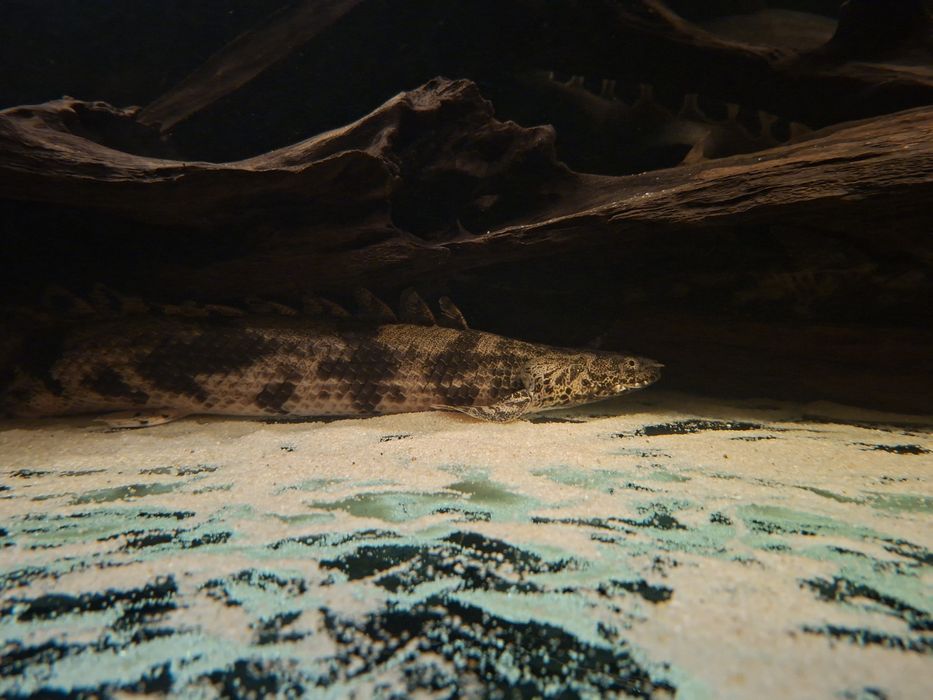 Polypterys endilcheri sprzedam