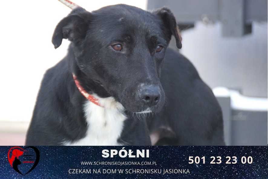 Spółni do adopcji – Schronisko Jasionka