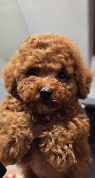 Piesek pudel toy linia chinska