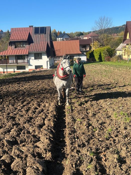 Koń wałach zimnokrwisty