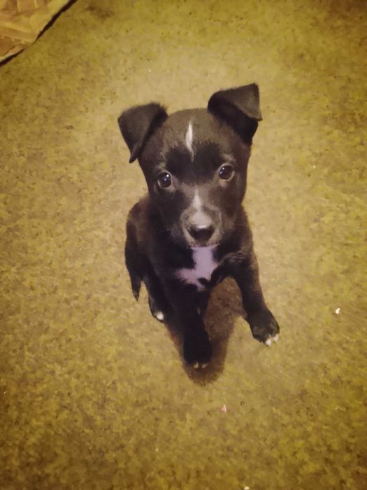 Цуценят в добрі руки 3 місяці