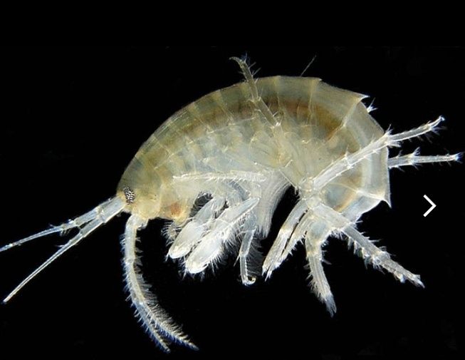 Гаммарус сухой 1 кг 2025 ( корм для рьібок , черепах, птиц,улиток ахат