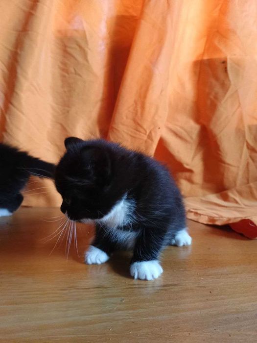 Віддам у добрі руки: чорно-білі кошенята-дівчатка шукають родину!