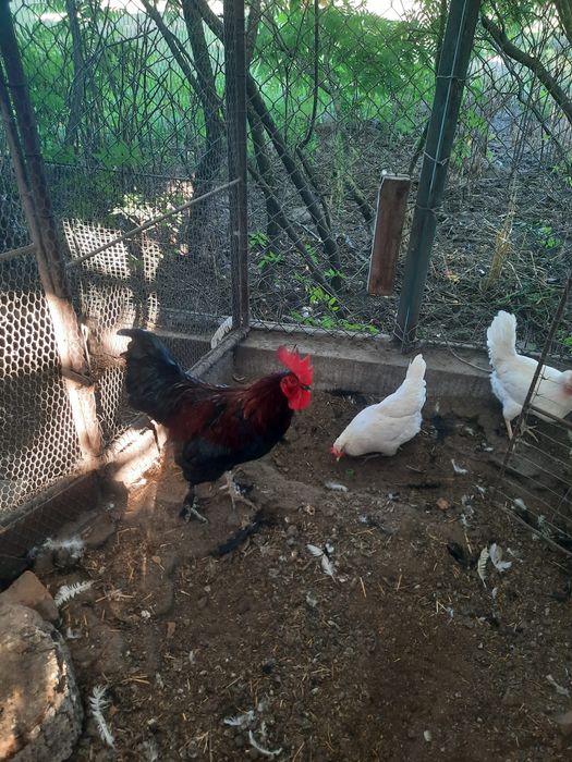 Sprzedam 2 kury i koguta (Australorp i marans)