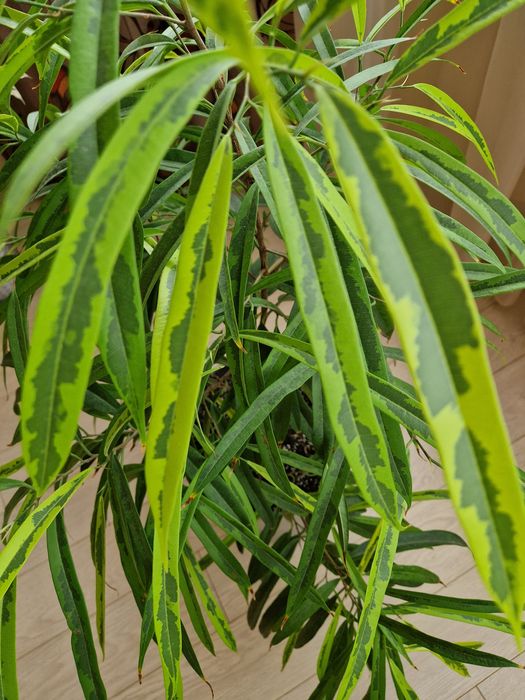 Фикус Амстел Грин Голд укорененный