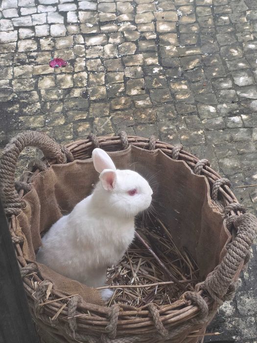 Coelho para adaptação
