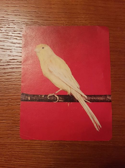 Livro de Pintar de Joaquim Neves