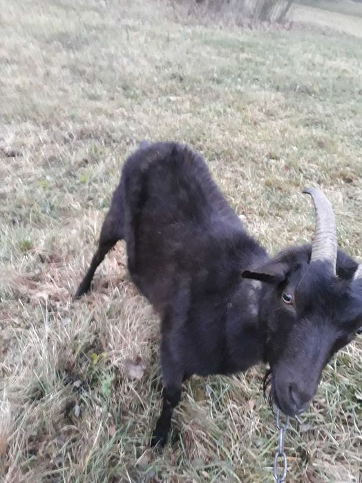 Кози - молочна порода .