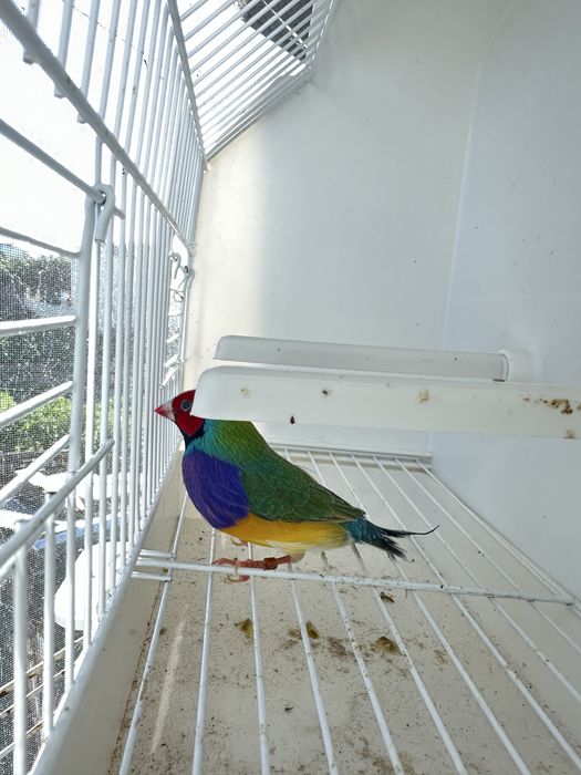 Diamante GOULD machos