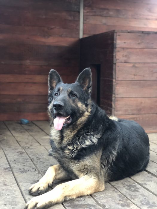 Вязка Овчарка кобель