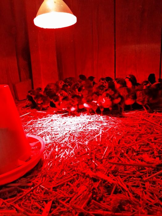 Pisklęta australorp i marans