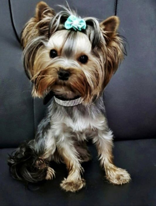 Piesek Yorkshire Terrier rodzice badania DNA