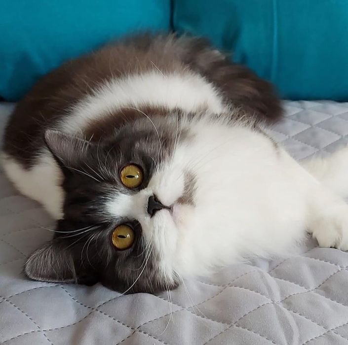 Шотландська довгошерстна дівчинка в добрі ручки