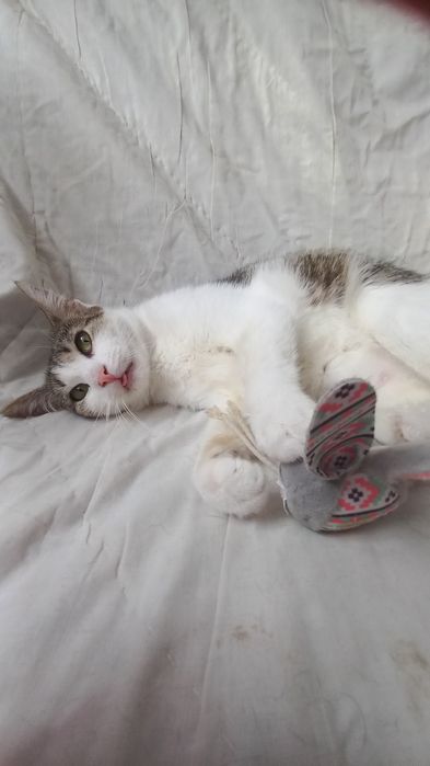 Kto pokocha słodziaka