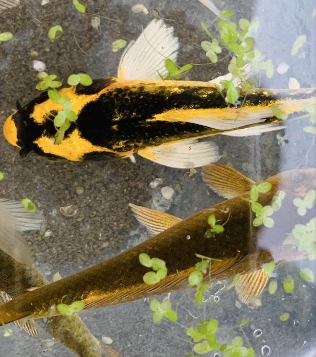 Karp Kabuto- 12-15cm Ryba do Oczka Wodnego