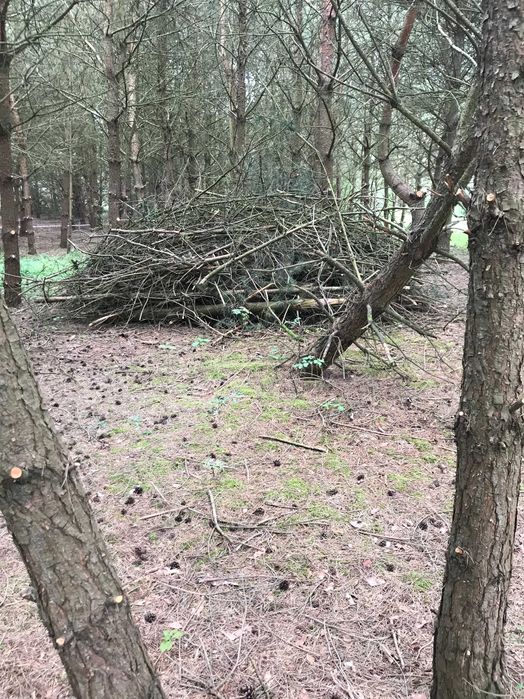 Chrust sosnowy, konary, pnie  Oddam.  gm. Sicienko. Śpiesz się!