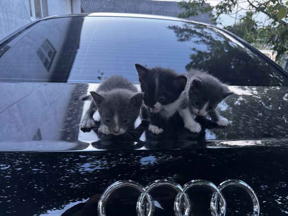Кошенята , відам в добрі руки!