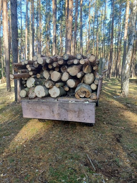 Drewno opałowe sosna