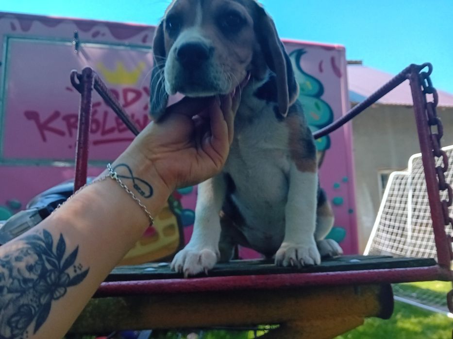 Sprzedam szczeniak Beagle