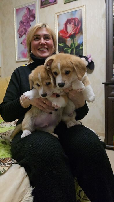 Корги милашки с документами КСУ