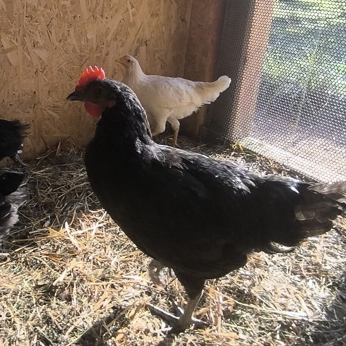 Kogut australorp
