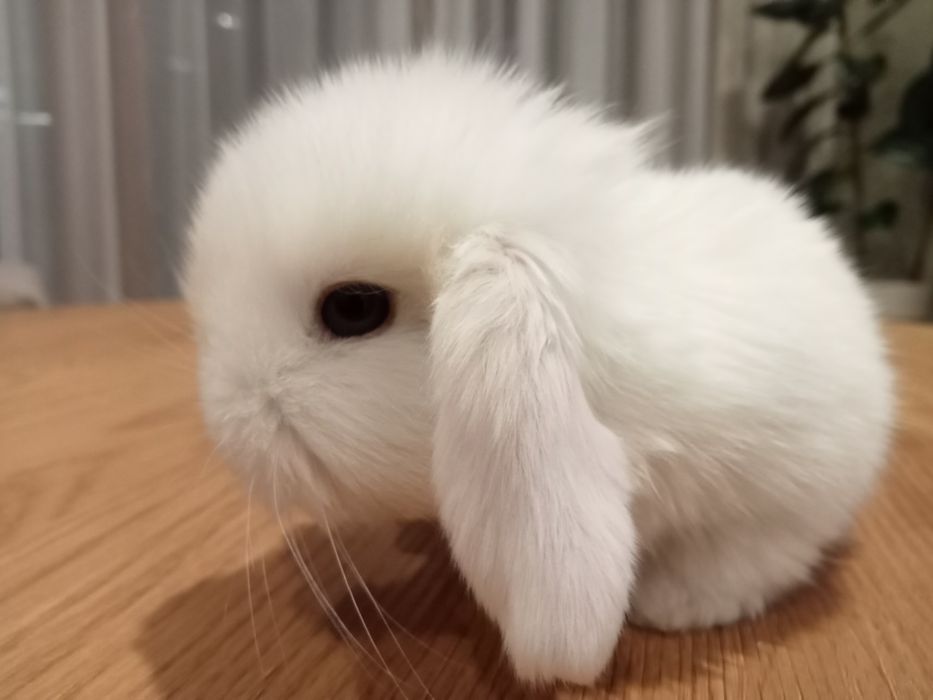 Króliczek mini lop karzełek baranek teddy  miniaturka rex lewki