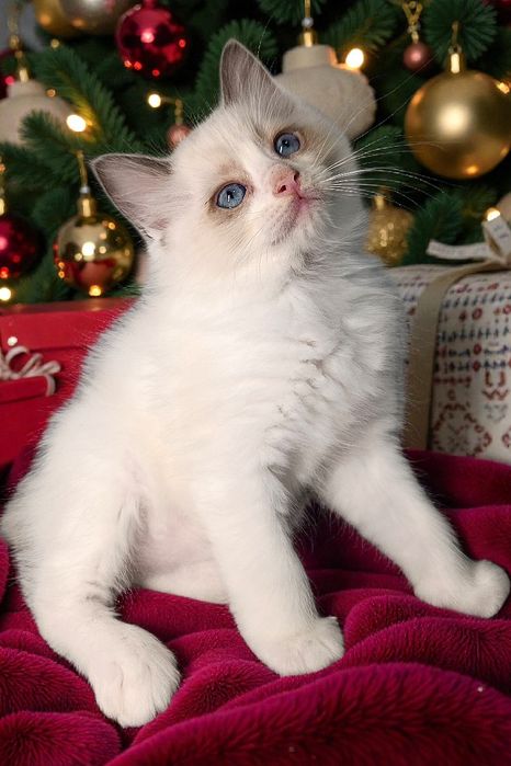 Ragdoll Kotki i kocurki Cloe*PL   FPL