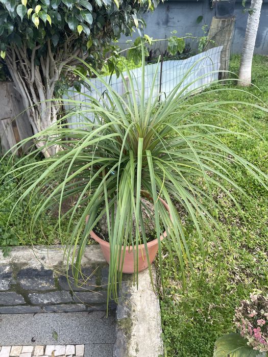 Planta Pata de elefante