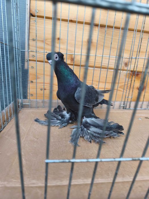 Wywrotki mazurskie wywrotek