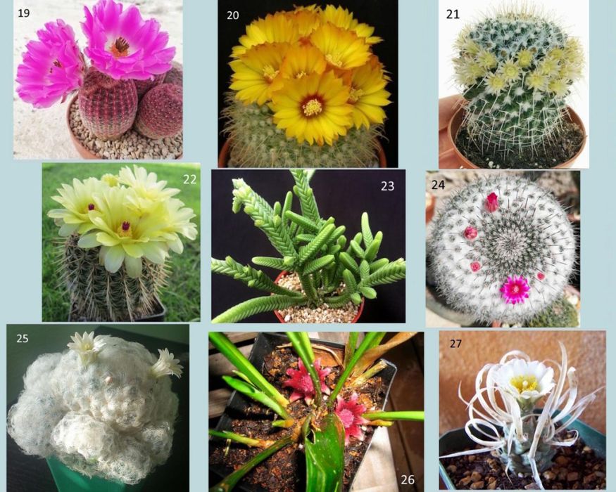 Кактуси, сукуленти для флораріума, мамілярія, гімнокаліціум+ подарунок
