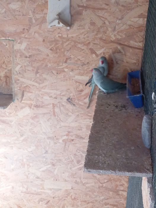 Aleksandrety obroża