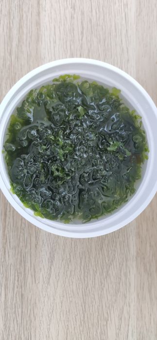 Musgo Pellia dose