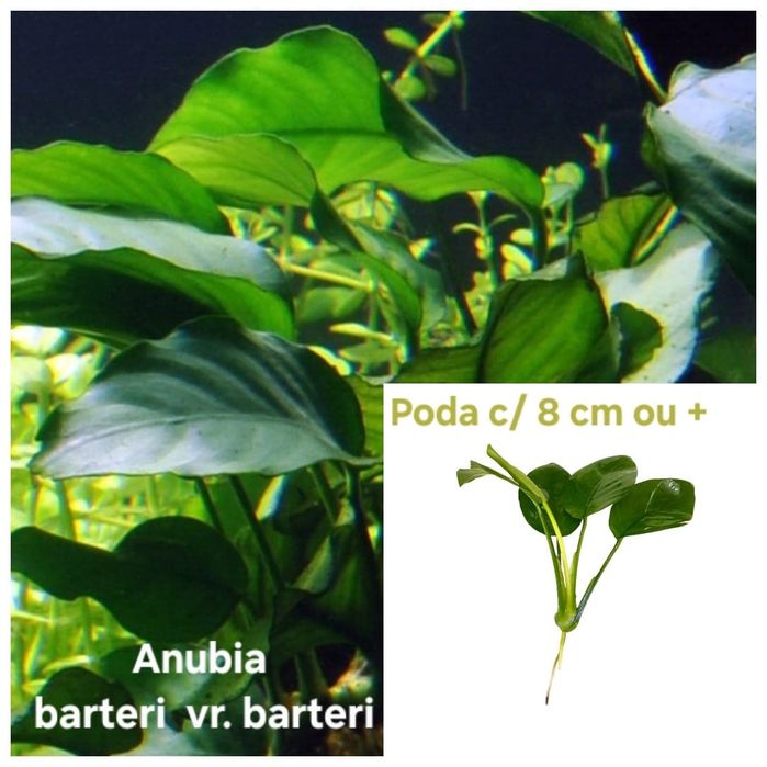 Lote 40x | 10 Espécies c/ Anubia