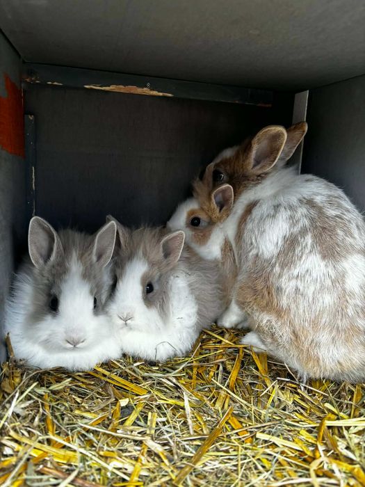 Pilne! Króliczki miniaturki