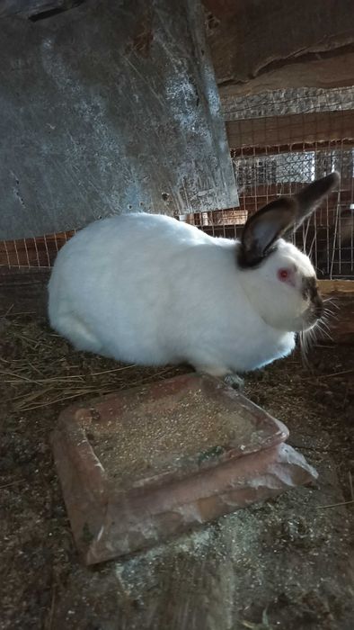 продам самцiв i самок