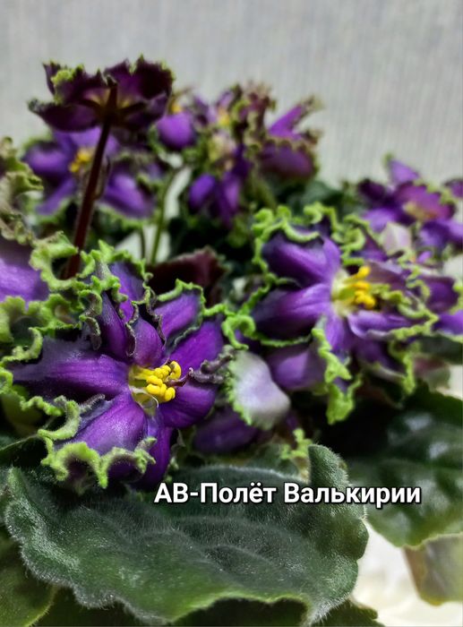 Фіалки трейлери і стандарти, сортові.