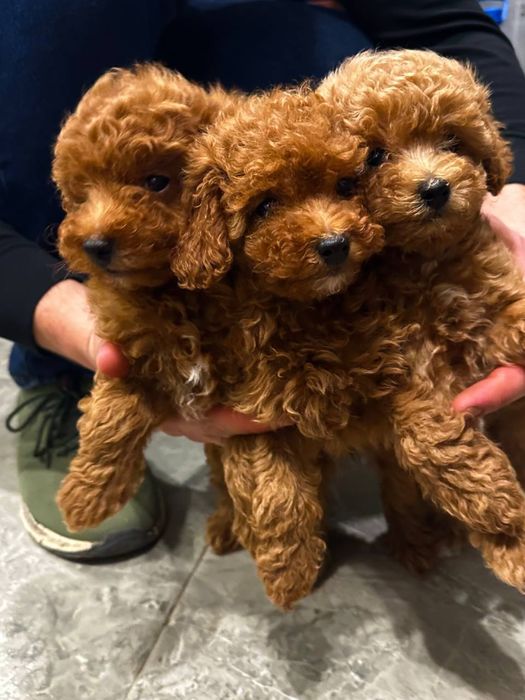 Той пудель red, міні той пудель ред, китайський той пудель