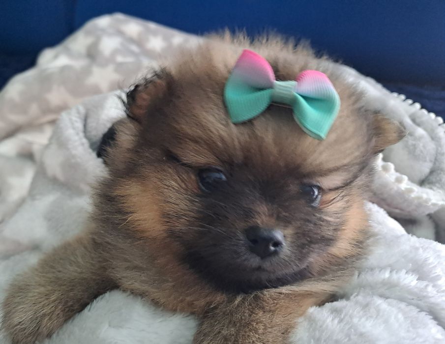 Pomeranian szpic miniaturowy