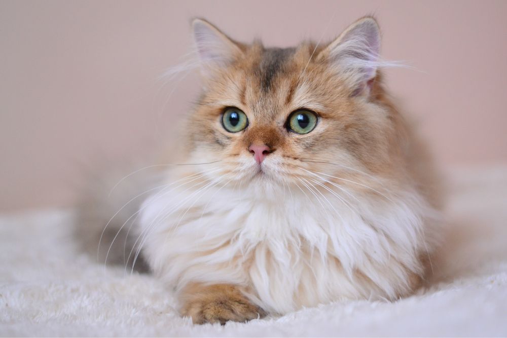 Шикарний британець