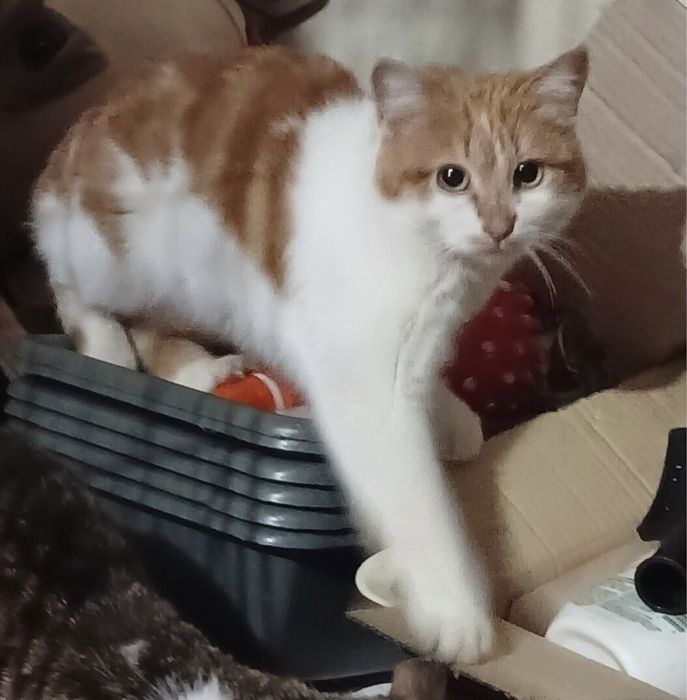 Дівчинка шукає дім