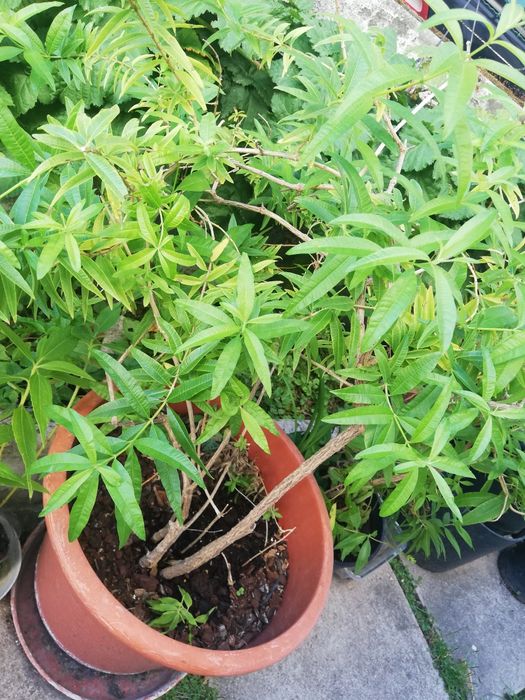 Lucia-Lima / Organic Lemon Verbena64741077921921122