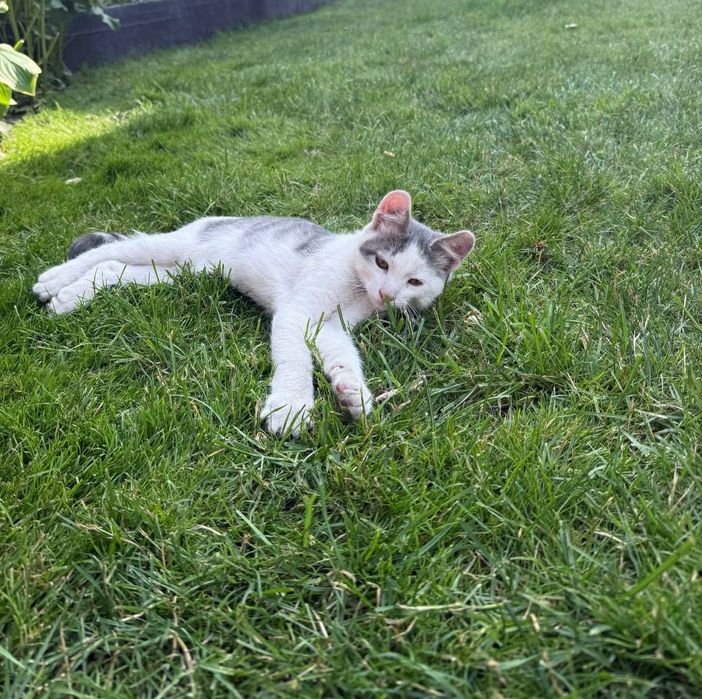 Віддаємо кошенят у хороші руки